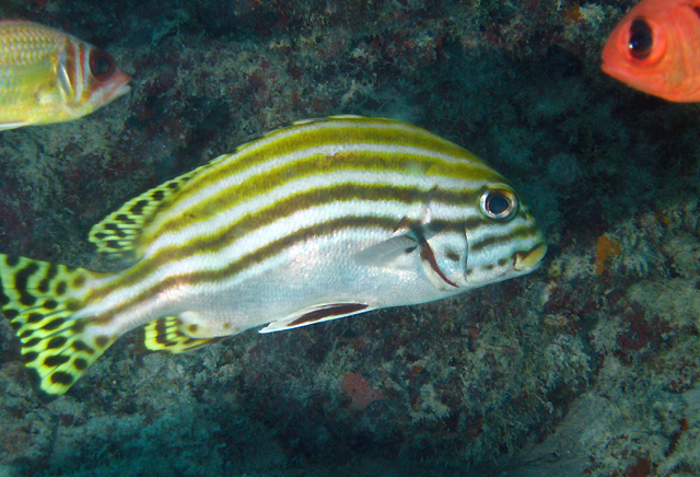 Plectorhinchus lessonii (Cuvier, 1830)